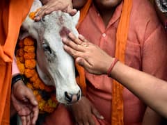 Vagh Baras 2022: દિવાળી પહેલા કેમ ઉજવવામાં આવે છે ગોવત્સ દ્વાદશી,  જાણો પૂજાનું મહત્વ અને શું છે માન્યતા