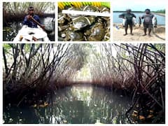 அலையாத்தி காட்டில் புதிய முயற்சி! சீர்காழி அருகே விவசாயி அசத்தல்!