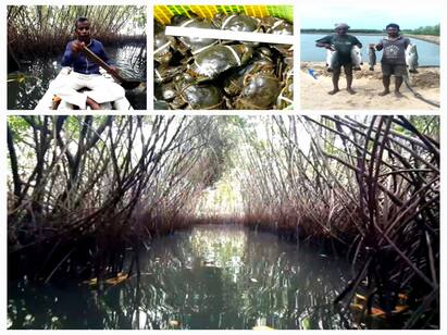 sirkazhi:  new venture in fishing in mangrove forest  அலையாத்தி காட்டில் புதிய முயற்சி! சீர்காழி அருகே விவசாயி அசத்தல்!