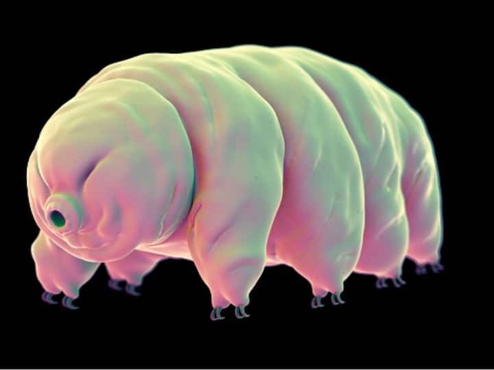 Study Offers Clues On How Tardigrades Or 'Water Bears' Survive Freezing