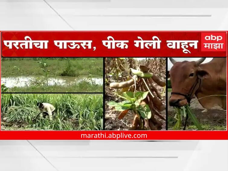 maharashtra News Nanded News Crop loss due to return rains in Nanded district  Farmers in trouble Nanded Rain News: नांदेड जिल्ह्यात परतीच्या पावसामुळे पिकाचं नुकसान, शेतकरी हवालदिल