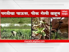 Nanded Rain News: नांदेड जिल्ह्यात परतीच्या पावसामुळे पिकाचं नुकसान, शेतकरी हवालदिल
