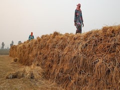 बडे़ काम की होती है बारिश में भीगी हुई पराली,  ये उपाय करने पर डबल दाम पर बिकेगी