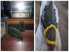 Babiya Crocodile Passes Away : 