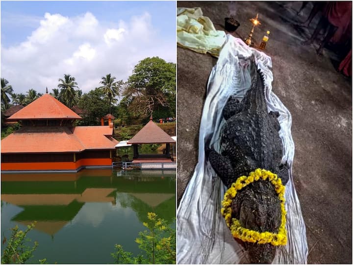 Babiya crocodile Passes Away Babiya Kerala’s vegetarian crocodile of Ananthapura lake temple dies Babiya Crocodile Passes Away: ఆ 'శాకాహార' మొసలి ఇక లేదు- ప్రసాదం తప్ప ఇంకేమీ తినేది కాదట!