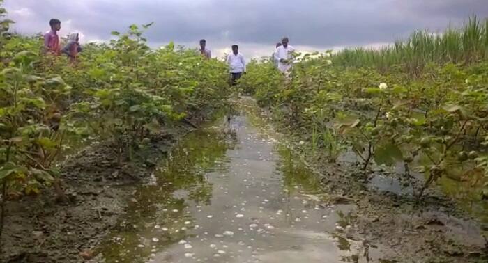 कापसाच्या शेतात अजूनही पाणी तुंबले आहे.