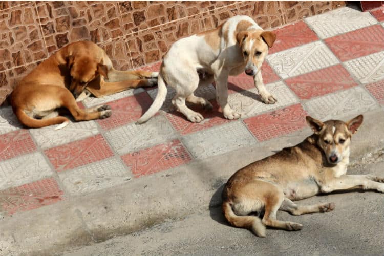 In Nagpur now the love of Stray dogs will be embraced A case will be registered if the action is obstructed Court on Stray Dogs : आता मोकाट कुत्र्यांवरील प्रेम येणार अंगलट; कारवाईत अडथळा आणल्यास अटक!