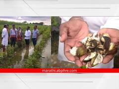 PHOTO: औरंगाबादेत अतिवृष्टीमुळे शेतात साचले पाणी; पिकांचे मोठ्या प्रमाणावर नुकसान