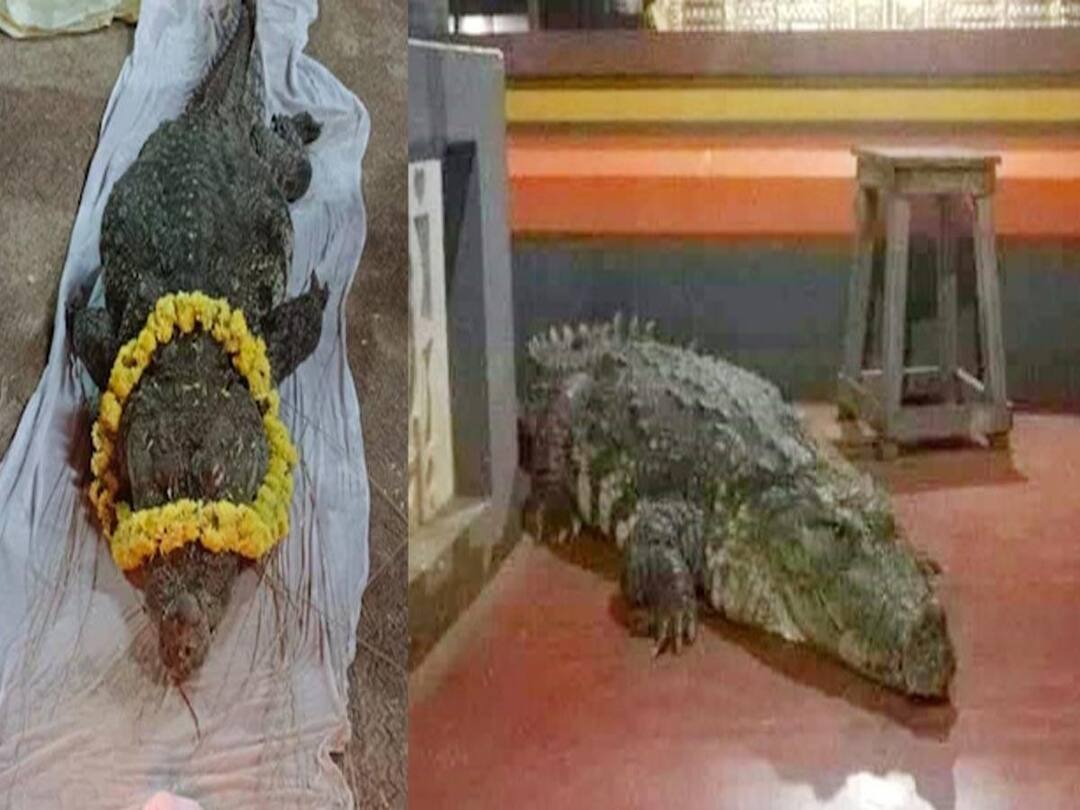 Babiya crocodile : 75 வயதான கேரளாவின்  ‘சைவ முதலை ‘ மரணம் ! - அதிர்ச்சியில் பக்தர்கள் !
