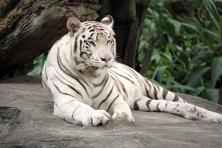 வெள்ளை நிற புலி