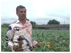 भारी बारिश से सब्जी की फसलें तबाह, मुजफ्फरनगर के किसानों को अब सरकार से मुआवजे की आस