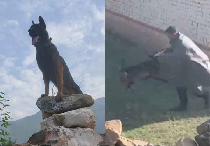 Prayers for Army assault dog Zoom who receives 2 gunshots while attacking terrorists दो गोलियां खाने के बाद भी आतंकियों से लड़ता रहा सेना का कुत्ता जूम, चिनार कॉर्प्स ने शेयर किया भावुक वीडियो