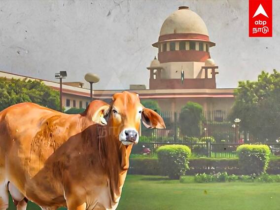 National Animal Issue : எங்களுக்கு வேற வேலை இல்லையா? -பசு பாதுகாவலர்களுக்கு உச்சநீதிமன்றம் காட்டம்