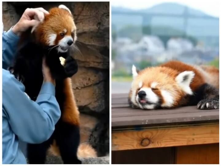 red panda seen in the zoo won everyone heart video goes viral on social media Video: चिड़ियाघर में मजे की जिंदगी जी रहा लाल पांडा, वीडियो ने जीते लाखों दिल