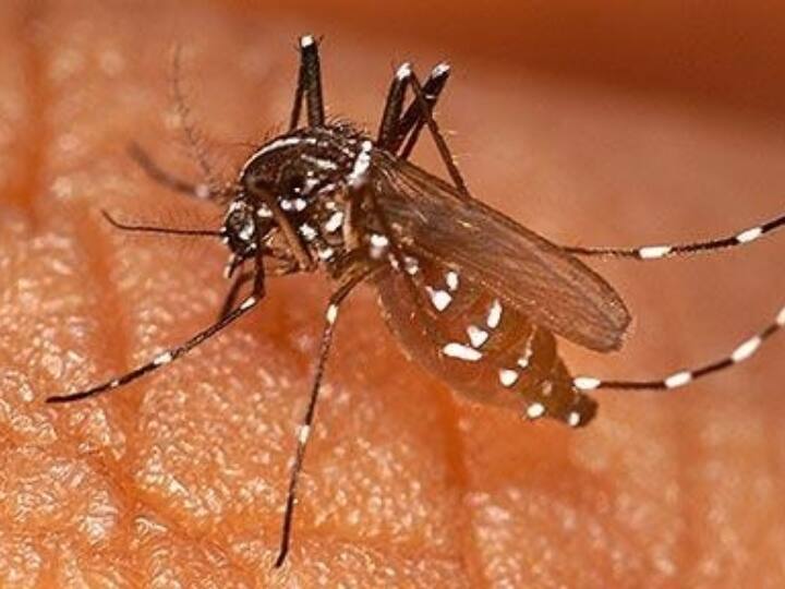 WHO instruct Pakistan for malaria due to flood then Pakistan Govt give Permission to buy Mosquito net From India Pakistan Floods: पाकिस्तान सरकार ने भारत से 60 लाख मच्छरदानी खरीद को दी मंजूरी, WHO करेगा मदद