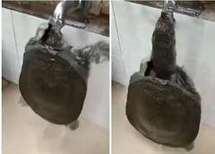 Video: ਕੱਛੂ ਨੇ ਵਿਖਾਏ ਹੈਰਾਨੀ ਵਾਲੇ Moves, ਪਾਣੀ ਪੀਣ ਦਾ ਅੰਦਾਜ਼ ਵੇਖ ਕੇ ਉੱਡ ਜਾਣਗੇ ਹੋਸ਼