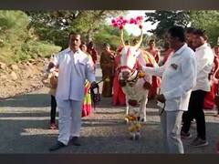 PHOTO : सुंदर पैठणी, विविध पदार्थांचे रुखवत; बारामतीत खिल्लार गायीचं डोहाळ जेवण