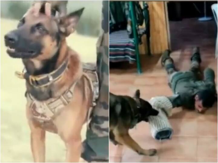 Indian Army Dog Zoom Fought Despite Being Shot At, Helped Kill 2 Terrorists In Kashmir Indian Army Dog Zoom: 2 బుల్లెట్లు దిగినా తగ్గేదేలే! ఉగ్రవాదులను పట్టించిన ఆర్మీ డాగ్!