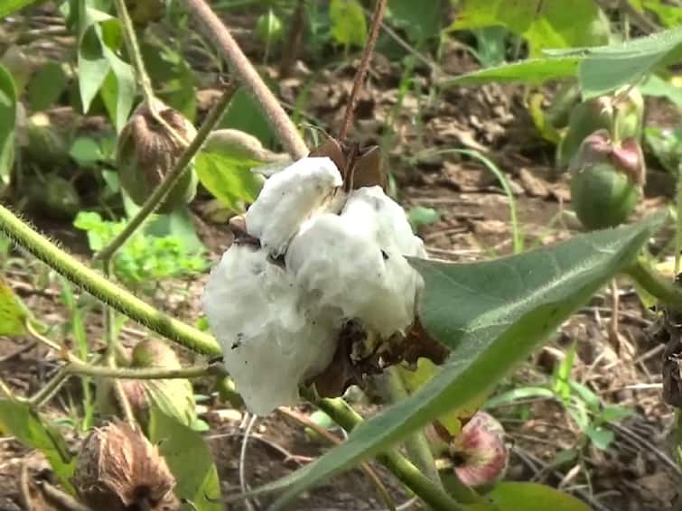 maharashtra agricultural news cotton and soybean farmers affect monsoon return rain Hingoli News: कापसाच्या वाती आणि सोयाबीनची माती! परतीच्या पावसाने शेतकऱ्यांचे मोठे नुकसान