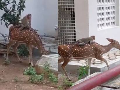 Chennai IIT Monkey hitches a ride on deer back - Watch video Watch video: கால் வலிக்குது தல.. அப்படி ஓரமா விட்டுடு.. மானின் மீது ஜாலியாக ட்ராவல் செய்த செல்ல குரங்கு.. வைரல் வீடியோ!
