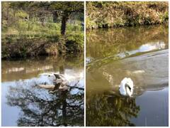 अजीबोगरीब अंदाज में पानी पर लैंड करते दिखा हंस, वीडियो उड़ा देगा होश