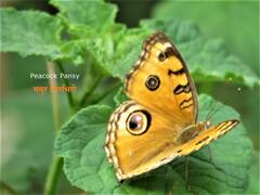 PHOTO : छान किती दिसते फुलपाखरु...धुळ्यात आढळल्या फुलपाखरांच्या 121 प्रजाती