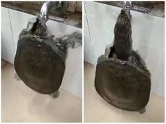 टर्टल ने दिखाए अपने हैरतअंगेज मूव्स, पानी पीने का अंदाज उड़ा देगा होश