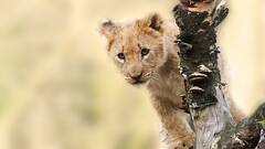 সিংহ শাবককে পোষ মানাতে গিয়ে এ কী অবস্থা ব্যক্তির! ভিডিও ভাইরাল