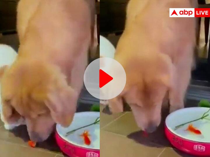 cat about to eat fish dog saves fish life and put it back in water jar cute friendship humanity viral video on social media Viral Video: मछली खाने की फिराक में थी बिल्ली, कुत्ते ने आकर सारा मजा किरकिरा कर दिया