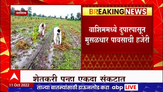 Washim Rain : वाशिममध्ये दुपारपासून मुसळधार पावसाची हजेरी, परतीच्या पावसानं सोयाबीनचं नुकसान