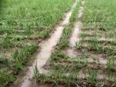 अलवर में किसानों के लिए आफत बनी बारिश, फसल बर्बाद होने से अरमानों पर फिरा पानी