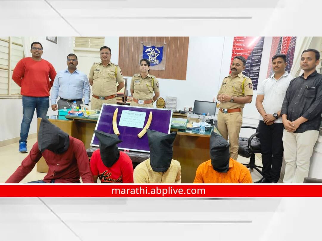 Ivory smuggling gang arrested in Sangli district Including two from Kolhapur Sangli Crime : सांगली जिल्ह्यात हस्तीदंत तस्करी करणारी टोळी गजाआड; कोल्हापुरातील दोघांचा समावेश