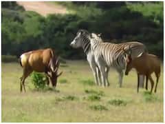 अफ्रीका के जंगलों में दिखा गैंगवार, हार्टबीस्ट के बच्चों पर जेब्रा ने किया जानलेवा हमला