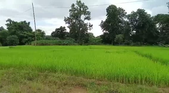 Balrampur: मिनी स्टेडियम की जमीन पर दबंगों ने किया कब्जा, खेल के मैदान पर उगा दी फसल Balrampur: मिनी स्टेडियम की जमीन पर दबंगों ने किया कब्जा, खेल के मैदान पर उगा दी फसल