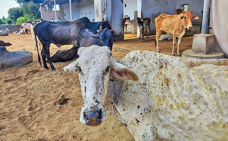 maharashtra News Aurangabad News 3500 animals died due to lumpy in Aurangabad Beed Parbhani and Jalna District Lumpy Skin Disease: धक्कादायक! औरंगाबाद, बीड, परभणीसह जालन्यात लम्पीमुळे साडेतीन हजार जनावरांचा बळी