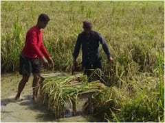 कौशांबी में खेत में सड़ने लगी धान की फसल, नहीं रुकी बारिश तो होगा बड़ा नुकसान, किसानों को मुआवजे की आस