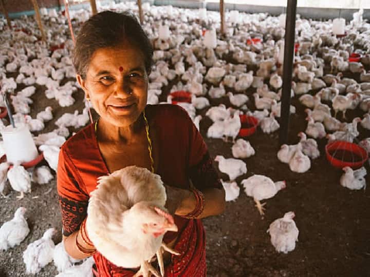 Government Provide 50% subsidy upto 25 lakh rupees for poultry farming under national livestock mission Poultry Farming: छोटे खर्च में कमायें बड़ा मुनाफा, पोल्ट्री फार्मिंग के लिये 25 लाख तक अनुदान देगी सरकार, करना होगा ये काम