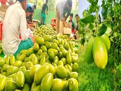 लंदन-दुबई के बाजारों में धूम मचा रहा है जीआई टैग 'काजी नेमू', स्वाद और खुशबू के लिए छिलका तक आता है काम