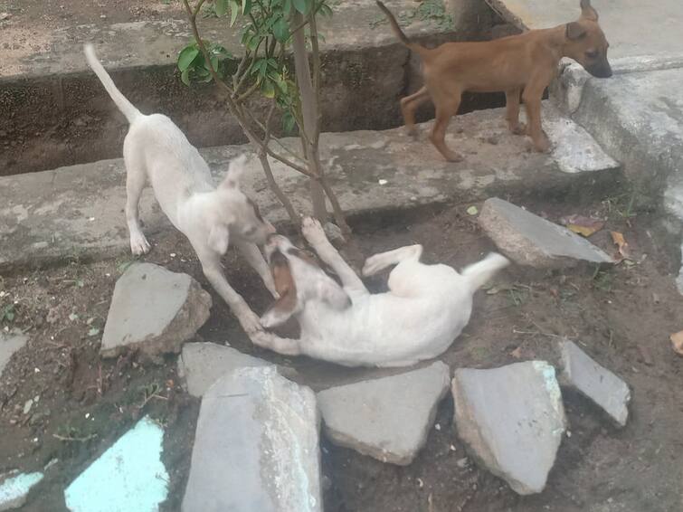 karur: street  dogs are increasing in the streets here and there in karur தெரு நாய் கடியில் அதிகம் பாதிக்கும் குழந்தைகள்....கரூரில் அதிகரித்த தெரு நாய்கள்..!