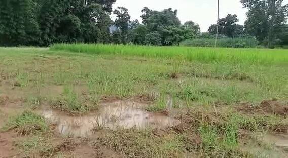 Balrampur: मिनी स्टेडियम की जमीन पर दबंगों ने किया कब्जा, खेल के मैदान पर उगा दी फसल Balrampur: मिनी स्टेडियम की जमीन पर दबंगों ने किया कब्जा, खेल के मैदान पर उगा दी फसल