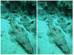 समुद्र की गहराई में मिली अजीबोगरीब मछली, देखकर उड़ जाएंगे होश