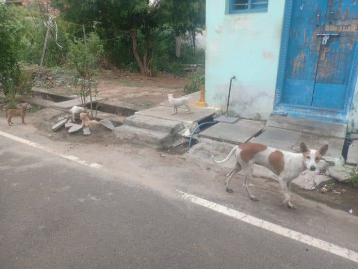 தெரு நாய் கடியில் அதிகம் பாதிக்கும் குழந்தைகள்....கரூரில் அதிகரித்த தெரு நாய்கள்..!