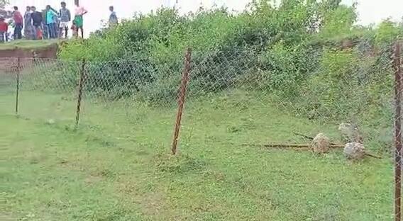 Balrampur: मिनी स्टेडियम की जमीन पर दबंगों ने किया कब्जा, खेल के मैदान पर उगा दी फसल