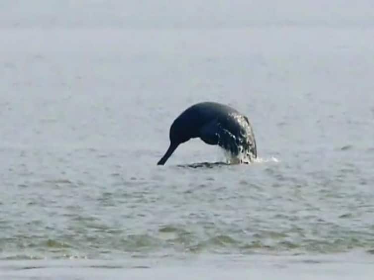 East Burdwan News Dolphin found in Damodar river Dolphin in Damodar: দামোদরের জলে দেখা মিলল ডলফিনের, স্থানীয় ভিড় জমাতেই ভিডিও ভাইরাল