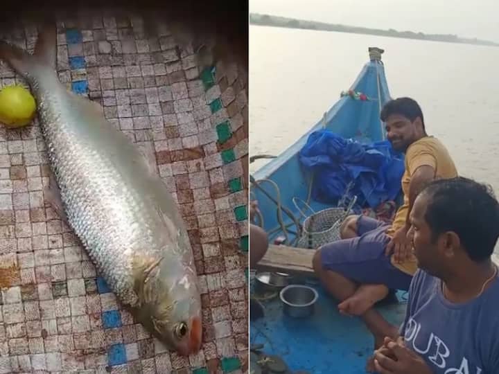 Konaseema Pulasa Fish Price: Live Pulasa Fish Sold For Rs 17000 in BR Ambedkar Konaseema District Pulasa Fish Price: బంగారంతో పోటీపడ్డ గోదావరి లైవ్ పులస - మత్స్యకారుడు ఫుల్ హ్యాపీ
