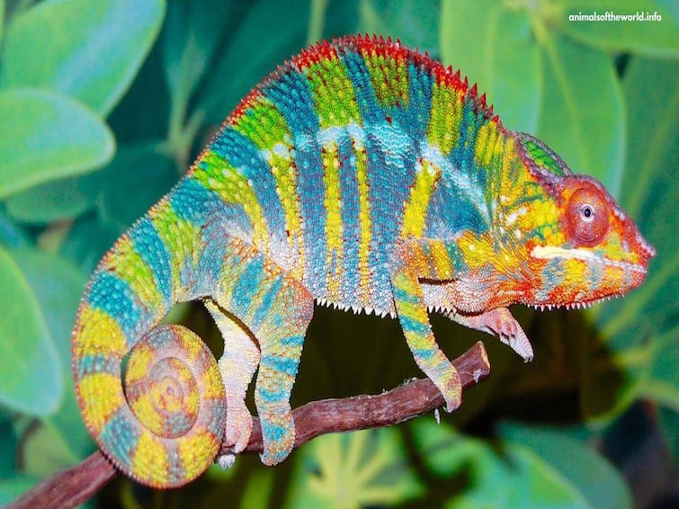 IFS Officer Shares Stunning Video of Panther Chameleon, Says 'Who Better Painter Than God' Chameleon : கடவுளை விட சிறந்த ஓவியர் யார்? ஐ.எஃப்.எஸ் அதிகாரி நமக்கு கொடுத்த சர்ப்ரைஸ் இதுதான்..