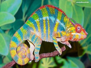 Chameleon : கடவுளை விட சிறந்த ஓவியர் யார்? ஐ.எஃப்.எஸ் அதிகாரி நமக்கு கொடுத்த சர்ப்ரைஸ் இதுதான்..