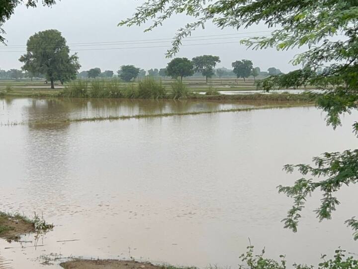 Bharatpur Mustard crop decline by about 20 percent due to heavy rains in East Rajasthan says Experts ANN Bharatpur: पूर्वी राजस्थान में भारी बारिश से खेतों में भरा पानी, सरसों की फसल में इस बार गिरावट की आशंका