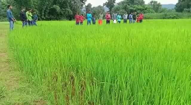 अब हालात ये है कि जहां कभी खेल मैदान हुआ करता था वहां अब धान की फसल लहलहा रही है. ग्रामीणों ने बताया कि खेल मैदान में 6 गांवों के बच्चे खेलने आया करते थे. अब खेल मैदान खेत में बदलने से बच्चों को खेलने की जगह नदारद है. सवाल के जवाब से जिम्मेदार अधिकारी भी बचते-बचाते नजर आ रहे हैं.