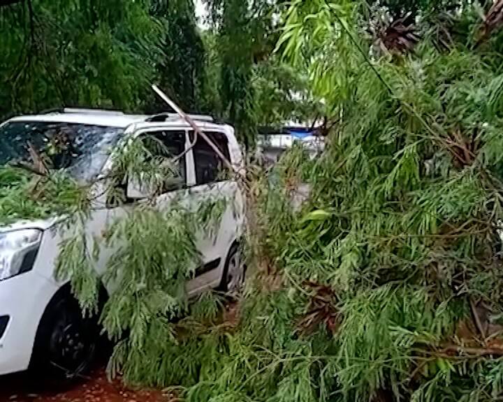 Heavy rain in Surat, Tree fell in Civil Hospital સુરતમાં પવન સાથે વરસાદ, સિવિલ હોસ્પિટલ પરિસરમાં વૃક્ષ ધરાશાયી